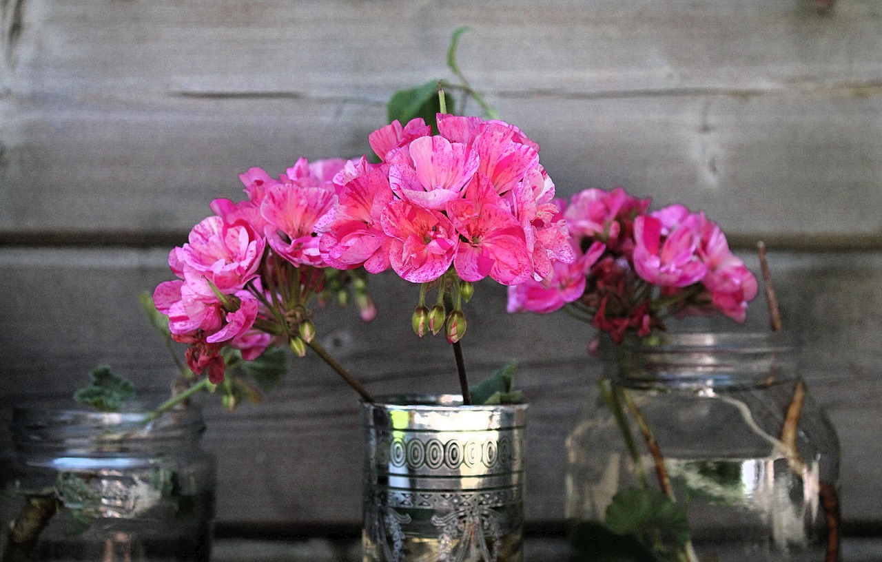 Géraniums fioriti in un giardino, evidenziando colori vivaci e foglie verdi rigogliose.