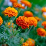 Planta repulsiva in un giardino, con evidenti insetti allontanati grazie alla sua presenza.