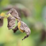 Piante appassite che comunicano segnali di sofferenza e necessità di cura.