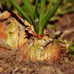 Immagine che illustra radici danneggiate da fertilizzante eccessivo nel suolo.