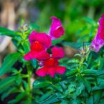 Fiori che non devono essere piantati vicino alle rose per evitare di soffocarle.