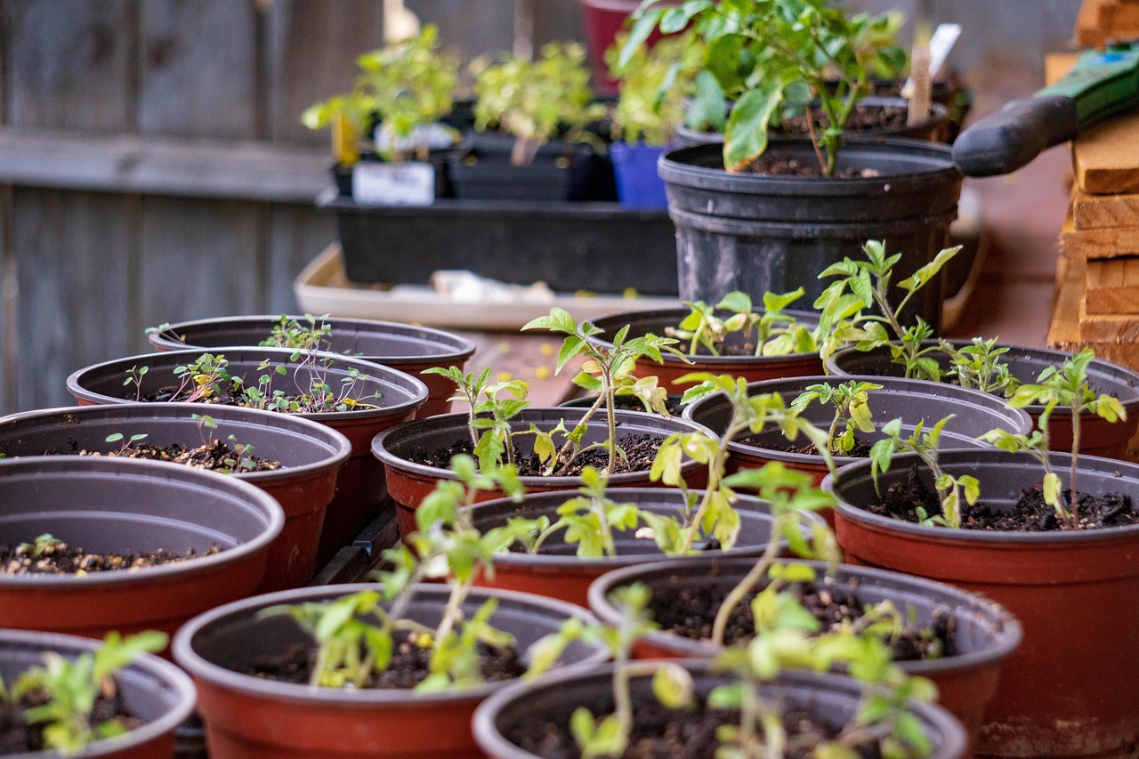 Tomate en pot non fiorita, evidenziando errori di coltivazione comuni.