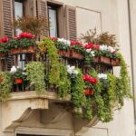 Fleurs colorées en pot sur un balcon, idéales pour un jardin printanier facile et durable.